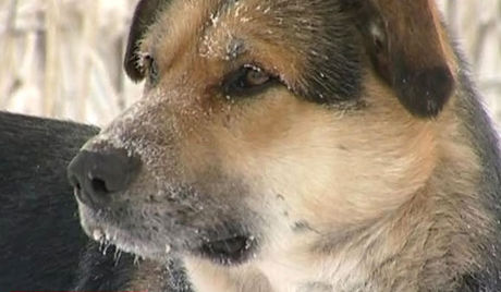 verlassener Hund