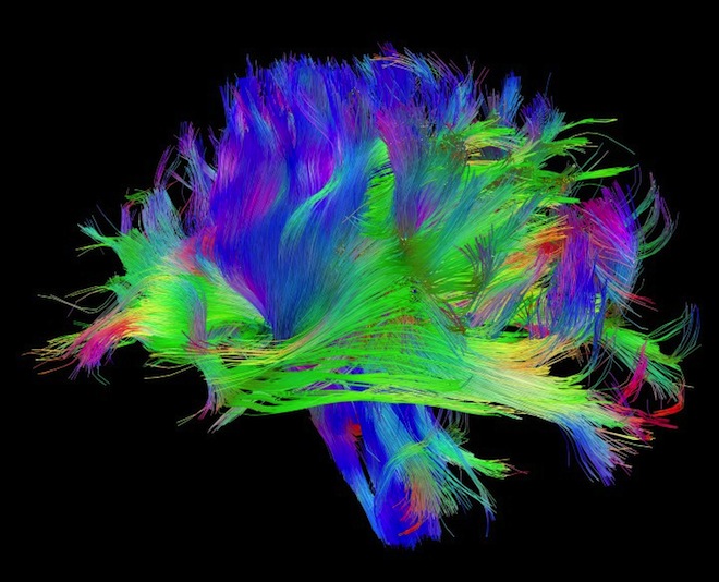 Neural Circuits