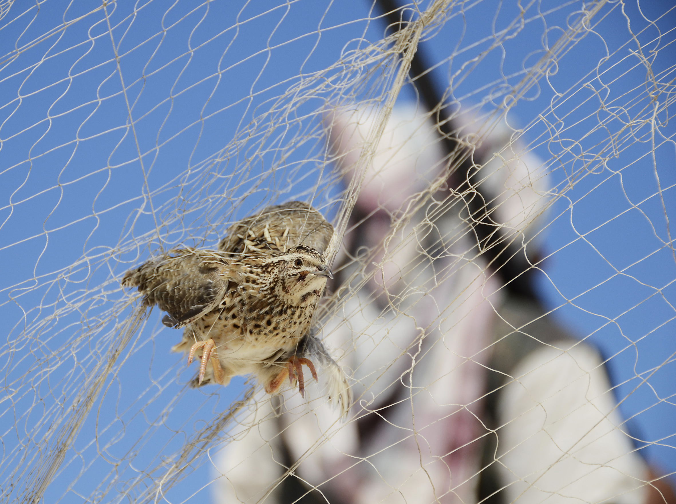 fangnetz vogel