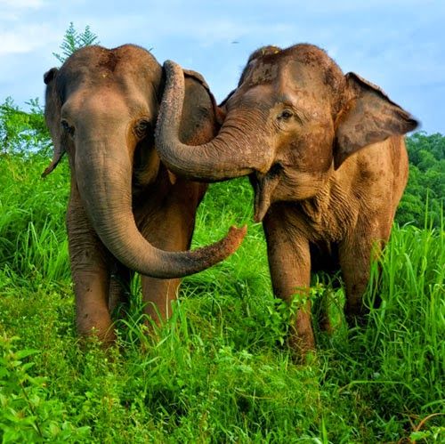elefanten, tierische empathie
