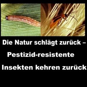 pestizid-resistente insekten