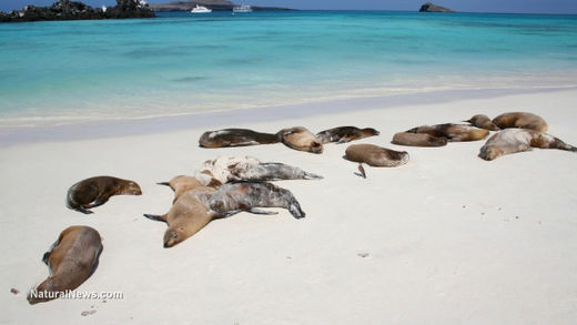 dead sea lions